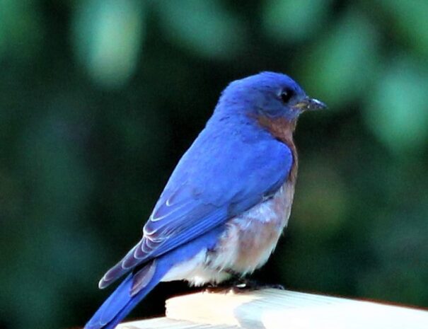Bluebird 4