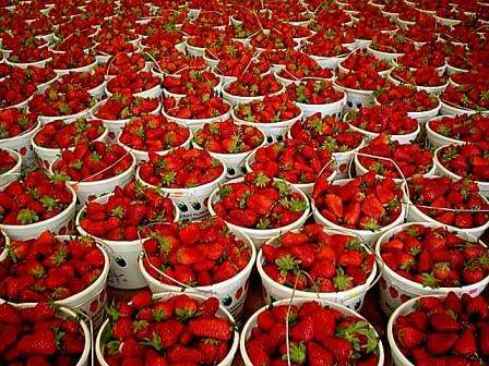 Spring Strawberries