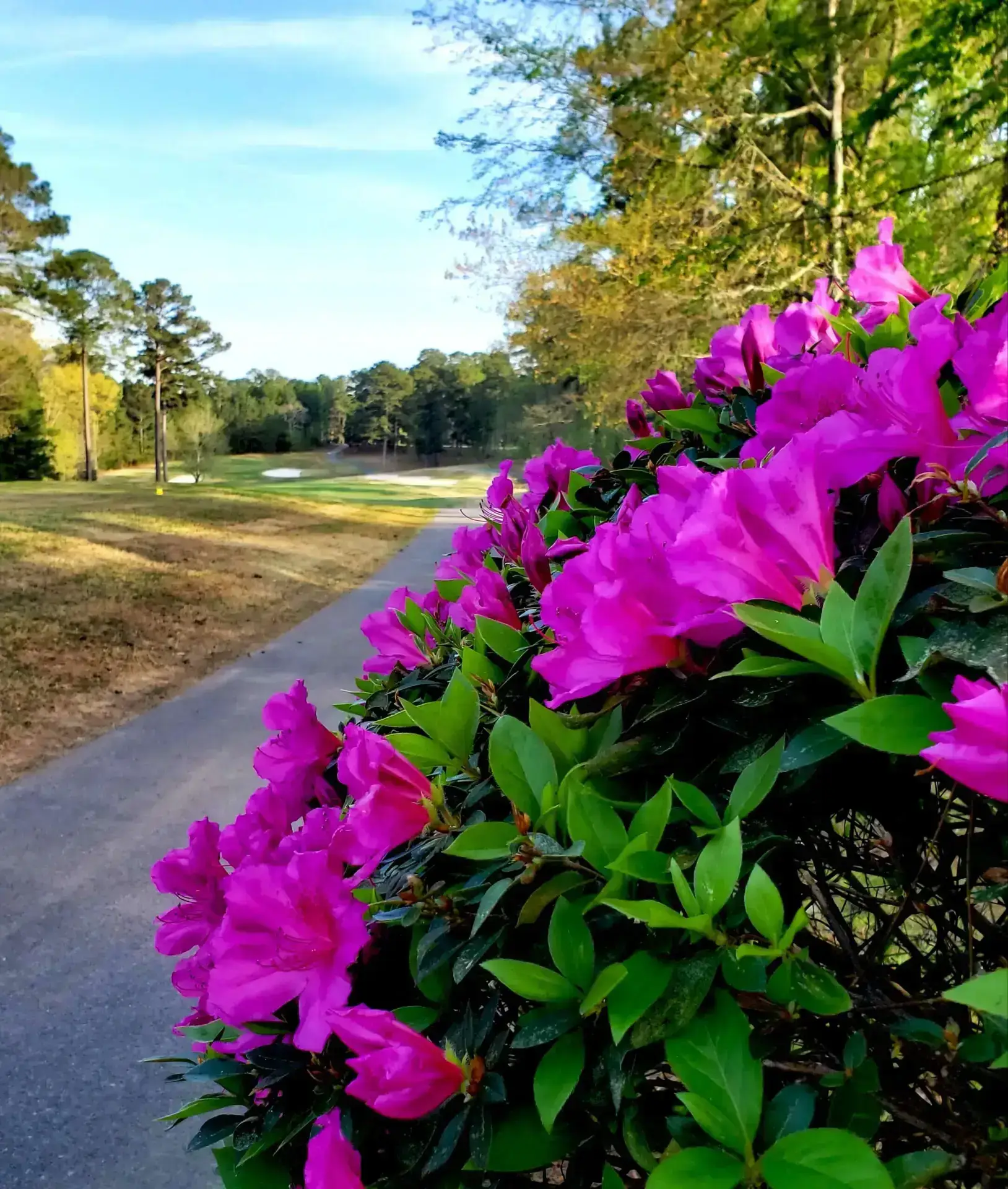 Spring near Lake Thurmond with blooming color and mild weather